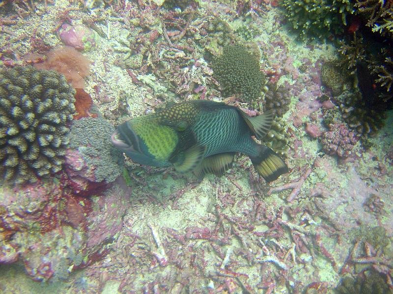Titan Trigger Fish 